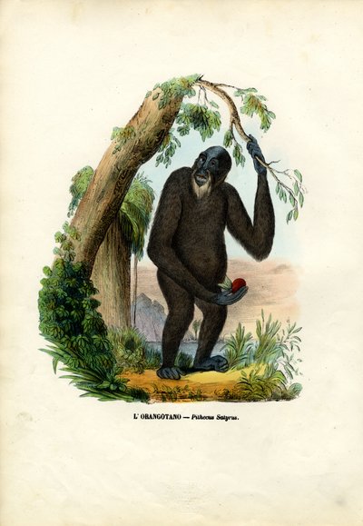 Orangutan, 1863-79 da Raimundo Petraroja